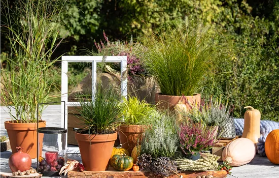 Panicum virgatum 'Hänse Herms'