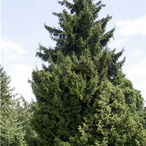 Picea orientalis Picea orientalis