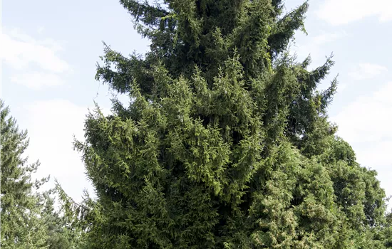 Picea orientalis Picea orientalis