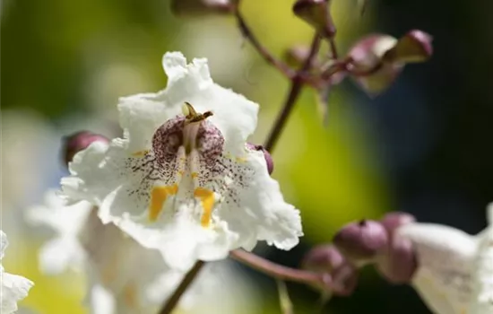 Exotics Add Eye-Catching Flair to the Garden Exotics Add Eye-Catching Flair to the Garden