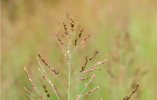 Panicum virgatum 'Heavy Metal'