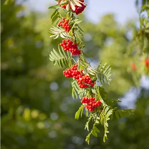 Sorbus aucuparia Sorbus aucuparia