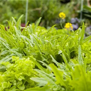 A colorful salad on the balcony with urban gardening A colorful salad on the balcony with urban gardening