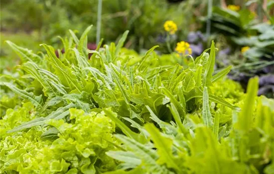 A colorful salad on the balcony with urban gardening