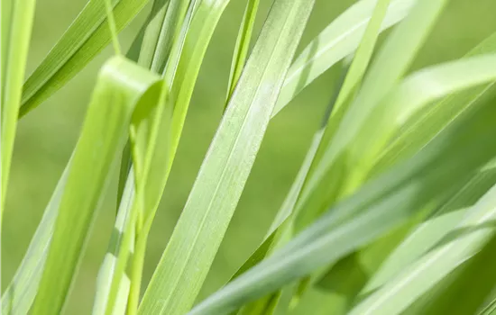 Panicum virgatum 'Rotstrahlbusch'