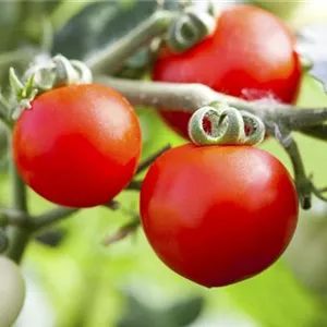 Alte Tomatensorten gibt es auch fürs Freiland Alte Tomatensorten gibt es auch fürs Freiland