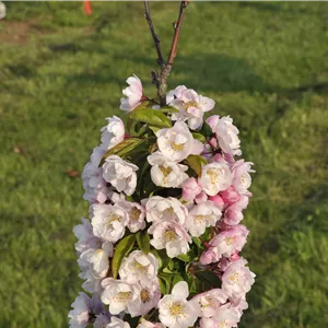 Malus 'Van Eseltine' Malus 'Van Eseltine'