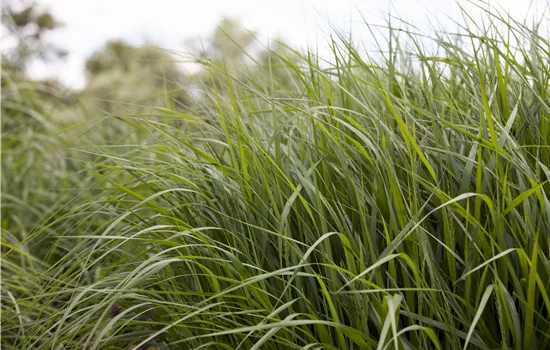 Panicum virgatum 'Strictum'