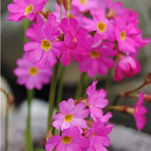 Primula rosea Primula rosea