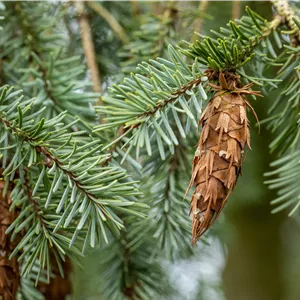 Pseudotsuga menziesii caesia Pseudotsuga menziesii caesia