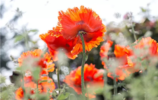 Papaver orientale 'Sturmfackel'
