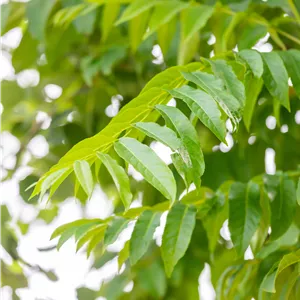 Pterocarya fraxinifolia