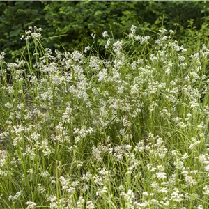 Luzula nivea Luzula nivea