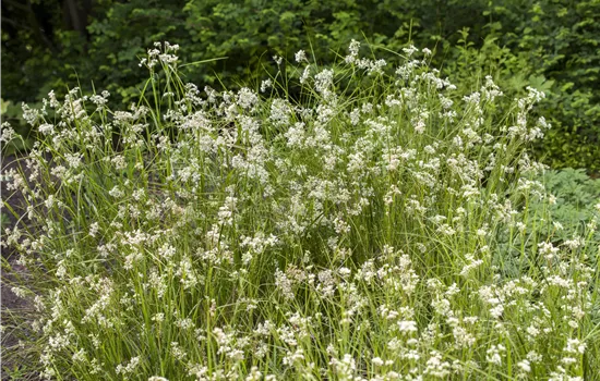 Luzula nivea Luzula nivea