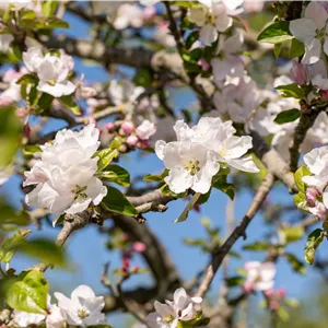 Malus sylvestris Malus sylvestris