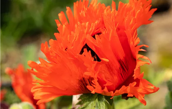 Papaver orientale 'Türkenlouis'