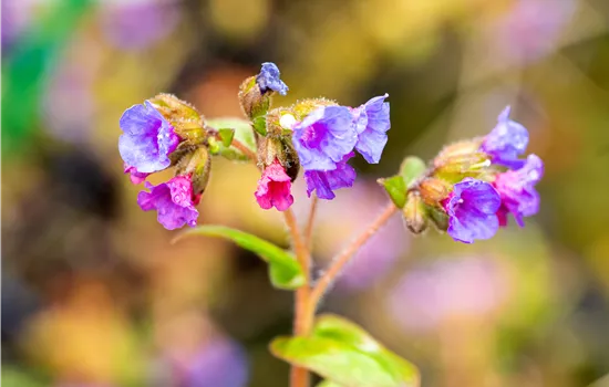 Pulmonaria dacica 'Azurea'