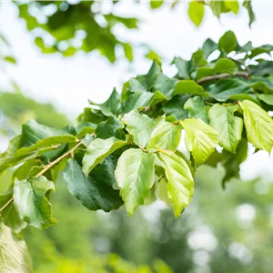 Parrotia persica Parrotia persica