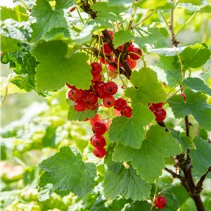 Ribes rubrum 'Heinemanns Rote Spätlese'