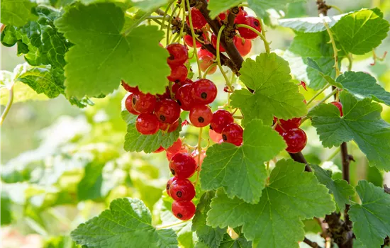 Ribes rubrum 'Heinem.Rote Spätlese' CAC II