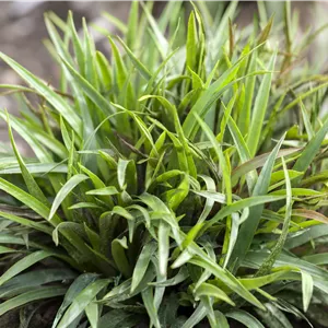 Luzula pilosa 'Igel' Luzula pilosa 'Igel'