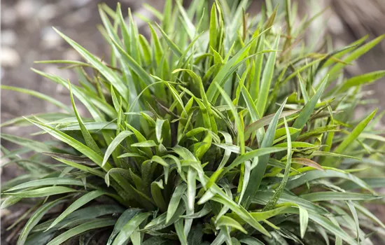 Luzula pilosa 'Igel' Luzula pilosa 'Igel'