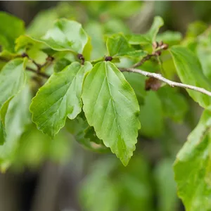 Parrotia persica 'Vanessa' Parrotia persica 'Vanessa'