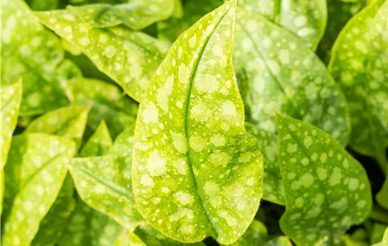 Pulmonaria officinalis 'Sissinghurst White'