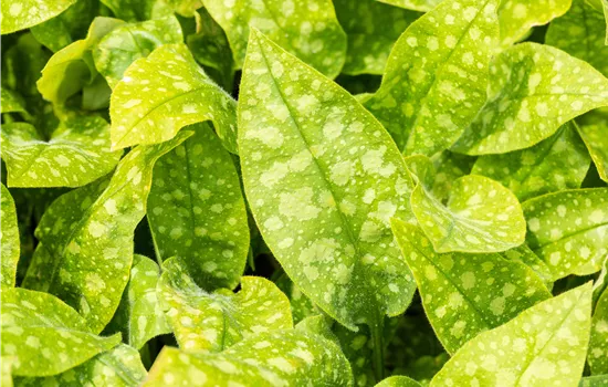 Pulmonaria officinalis 'Sissinghurst White'