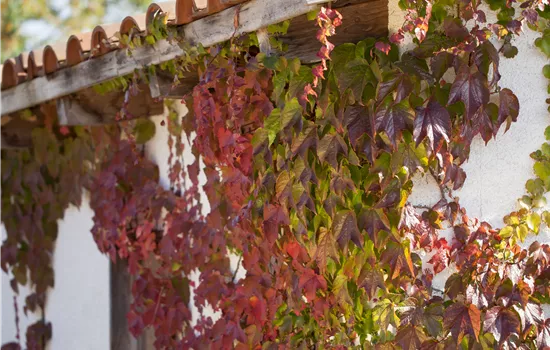 Parthenocissus quinquefolia