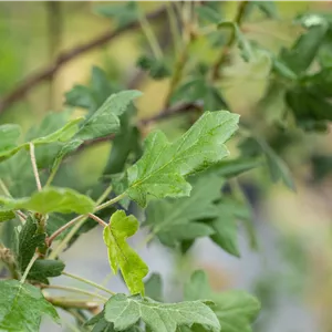 Malus trilobata Malus trilobata