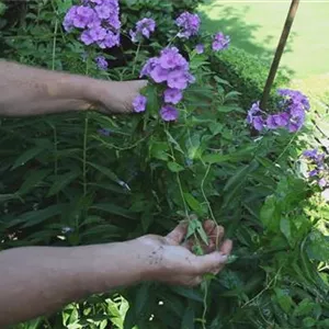 Phlox - weed removal