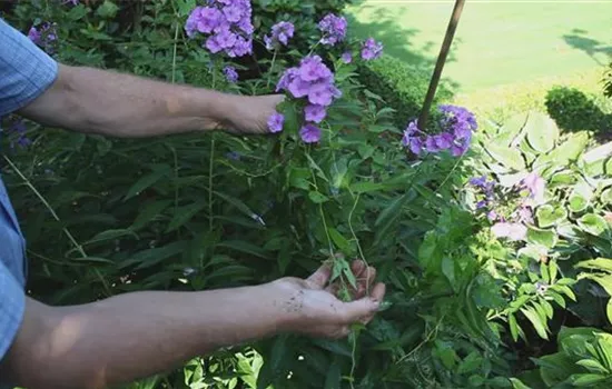 Phlox - weed removal