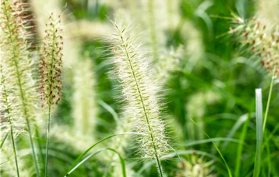 Pennisetum alopecuroides 'Compressum' Pennisetum alopecuroides 'Compressum'
