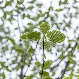 Sorbus intermedia 'Brouwers' Sorbus intermedia 'Brouwers'