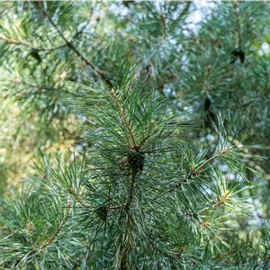 Pinus cembra Pinus cembra