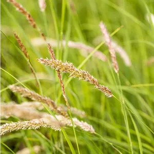 Melica ciliata Melica ciliata