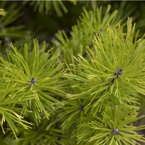 Pinus contorta Pinus contorta