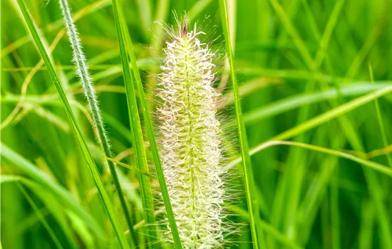 Pennisetum alopecuroides 'Japonicum' Pennisetum alopecuroides 'Japonicum'
