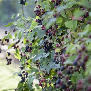 Brombeeren – wilde Leckereien mit langer Tradition Brombeeren – wilde Leckereien mit langer Tradition