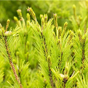Pinus densiflora 'Umbraculifera' Pinus densiflora 'Umbraculifera'