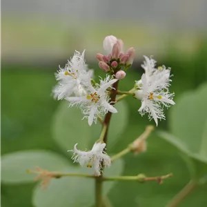 Menyanthes trifoliata Menyanthes trifoliata