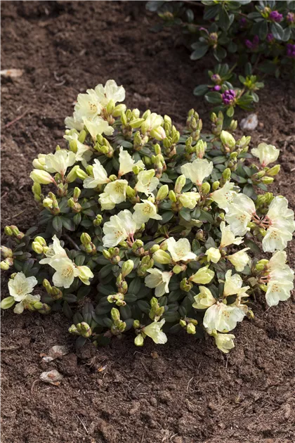 Rhododendron ludlowii 'Wren'