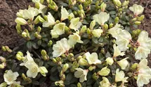 thuja d Buy Degroot's Spire Thuja Plants & Trees Online
