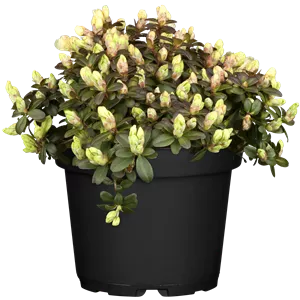 Rhododendron ludlowii 'Wren' Rhododendron ludlowii 'Wren'