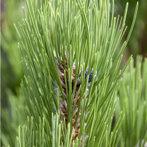 Pinus heldreichii 'Compact Gem' Pinus heldreichii 'Compact Gem'
