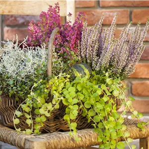 Lysimachia nummularia Lysimachia nummularia