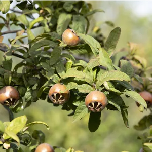 Mespilus germanica 'Holländische Großfrüchtige'