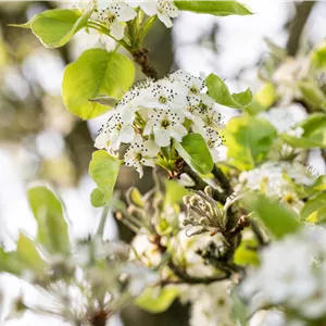 Pyrus calleryana 'Chanticleer' Pyrus calleryana 'Chanticleer'