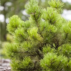 Pinus mugo Pinus mugo